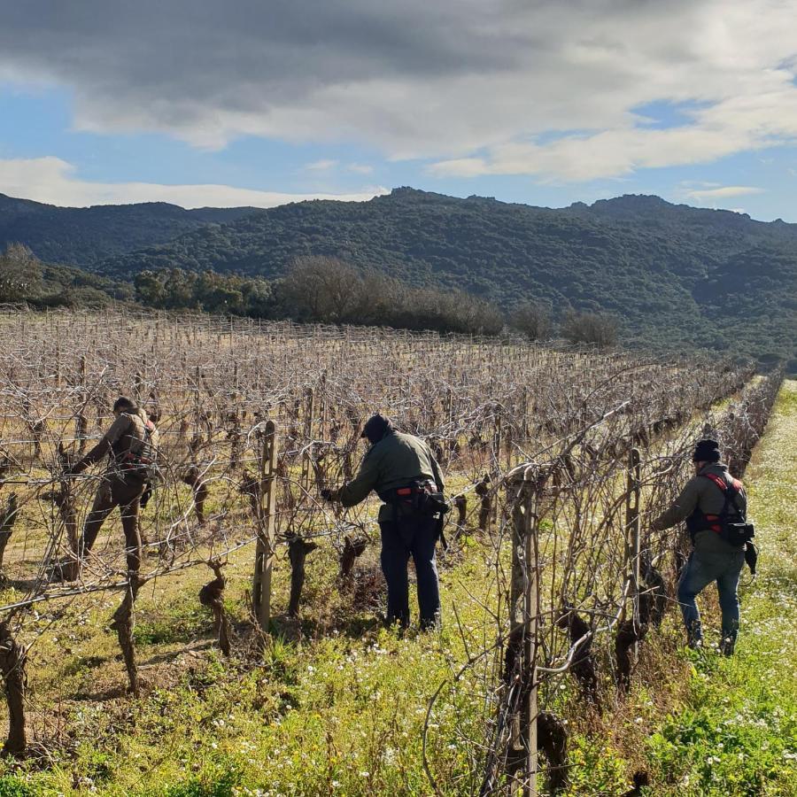 Agriturismo Vermentino Монти Экстерьер фото
